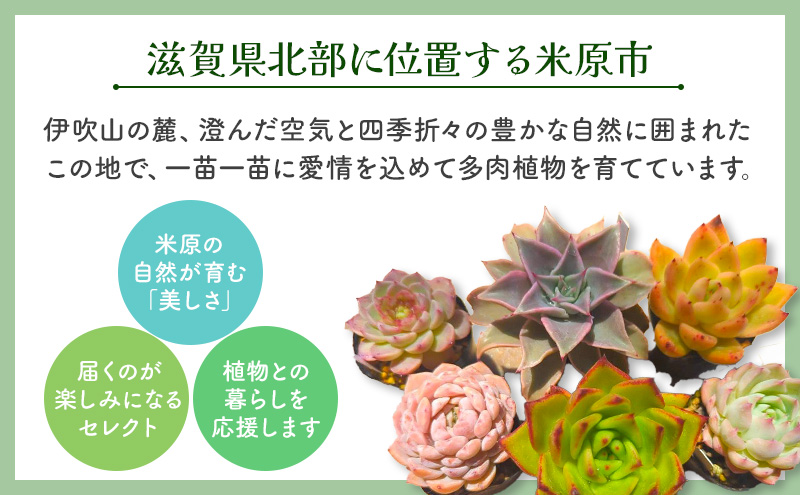 多肉植物　厳選エケベリア5点セット(育て方ガイド付き)