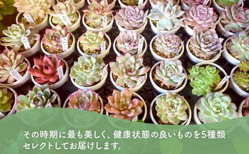 多肉植物　厳選エケベリア5点セット(育て方ガイド付き)