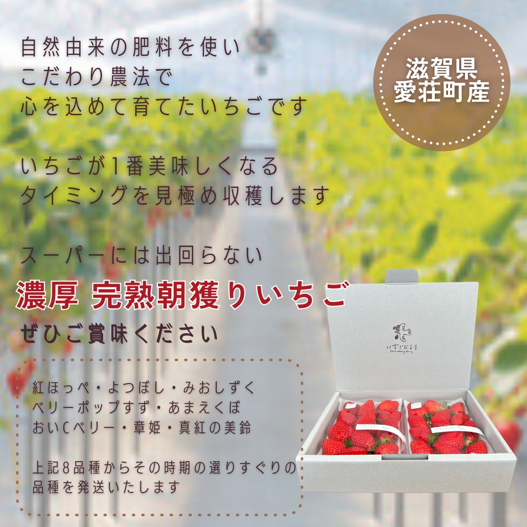 完熟いちご食べ比べセット品種おまかせ　滋賀県愛荘町産　2026年２月～2026年４月頃発送 BJ01