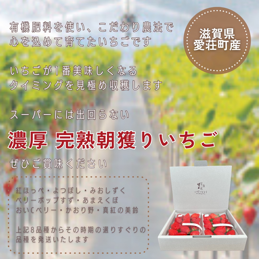 滋賀県愛荘町産　いちご食べ比べセット 品種おまかせ BJ01