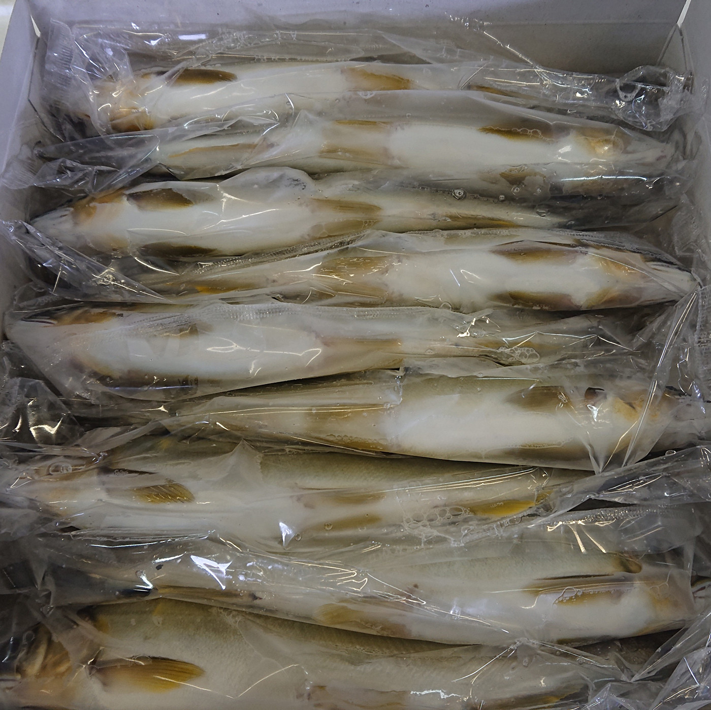滋賀県産 鮎 1kg 7～11尾入り 冷凍 大 ～ 特大 サイズ あゆ アユ 生鮎 生あゆ 魚 魚介 琵琶湖 湖魚 滋賀 愛荘