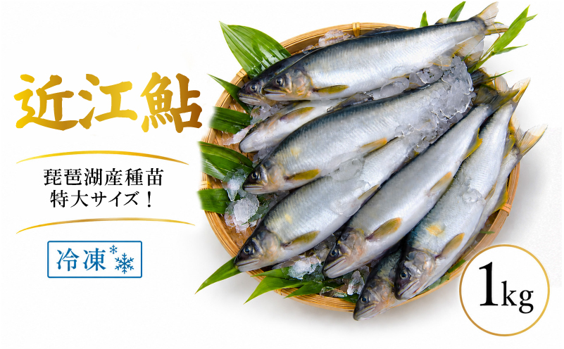 滋賀県産 鮎 1kg 7～11尾入り 冷凍 大 ～ 特大 サイズ あゆ アユ 生鮎 生あゆ 魚 魚介 琵琶湖 湖魚 滋賀 愛荘
