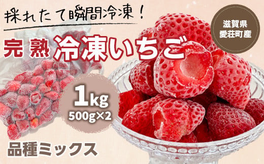 【採れたて瞬間冷凍！】滋賀県愛荘町産　冷凍いちご 1kg（500g×2）品種ミックス　（ 有機 有機肥料 冷凍 いちご 紅ほっぺ よつぼし みおしずく あまえくぼ　BJ05）