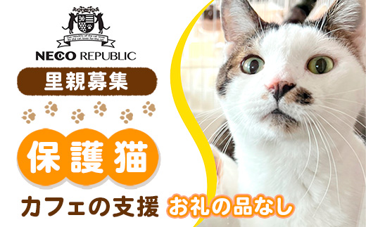 里親募集保護猫カフェの支援【お礼の品なし】 BR06