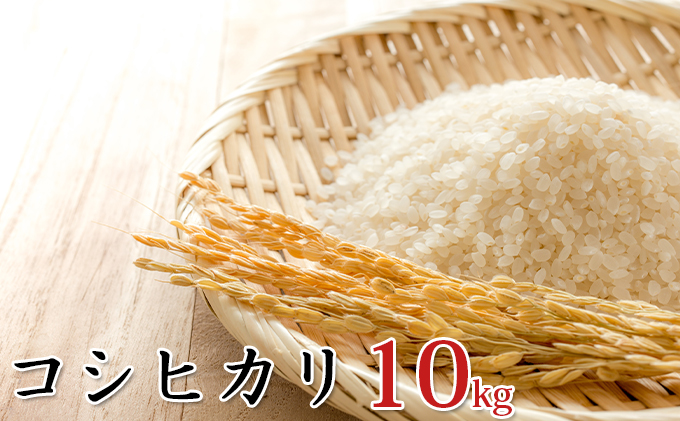 【新米】令和6年産環境こだわり近江米コシヒカリ10kg（無洗米）