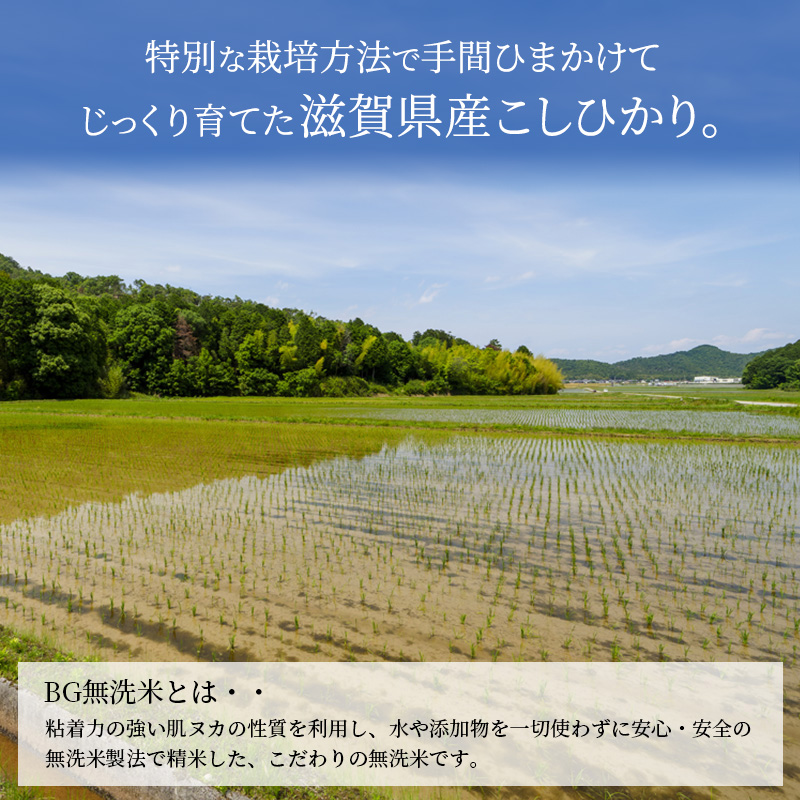 【令和7年産新米】滋賀県産こしひかり BG無洗米 5kg 無洗米 お米 コメ おこめ 白米 コシヒカリ
