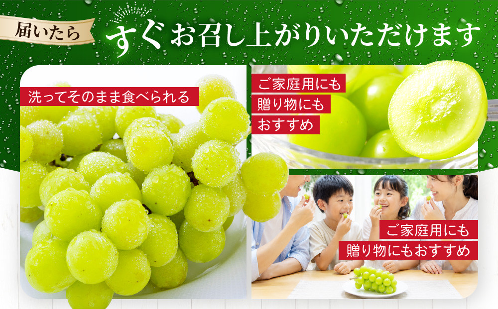 《先行予約 2026年8月下旬～9月発送》【勧修寺観光農園】不揃い訳あり 京都市産 シャインマスカット 1kg｜シャインマスカット 人気［ 観光農園 シャインマスカット ぶどう 不揃い 訳あり フルーツ デザート おいしい グルメ 人気 おすすめ お取り寄せ 通販 送料無料 ふるさと納税 ］