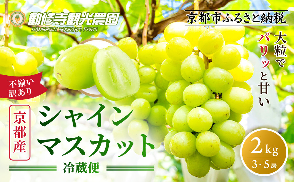 《先行予約 2026年8月下旬～9月発送》【勧修寺観光農園】不揃い訳あり 京都市産 シャインマスカット 2kg｜シャインマスカット 人気［ 観光農園 シャインマスカット ぶどう 不揃い 訳あり フルーツ デザート おいしい グルメ 人気 おすすめ お取り寄せ 通販 送料無料 ふるさと納税 ］