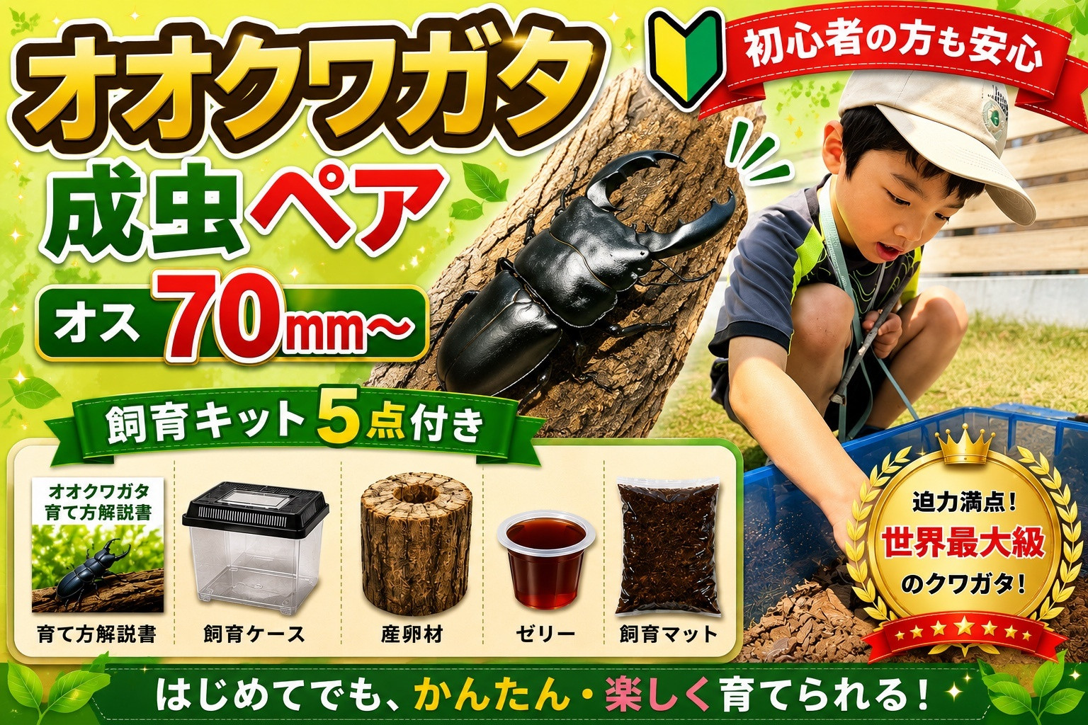 【虹色Farm】オオクワガタ 成虫ペア(オス70ｍｍ～)～初心者の方も安心！飼育キット５点付(育て方解説書・飼育ケース・産卵木・ゼリー・飼育マット)～｜京都 クワガタ 人気［ クワガタ オオクワガタ 成虫 ペア オス メス 飼育キット 説明書付 人気 おすすめ 自由研究 夏休み 体験 自然 昆虫 虫 お取り寄せ 通販 送料無料 ふるさと納税 ］