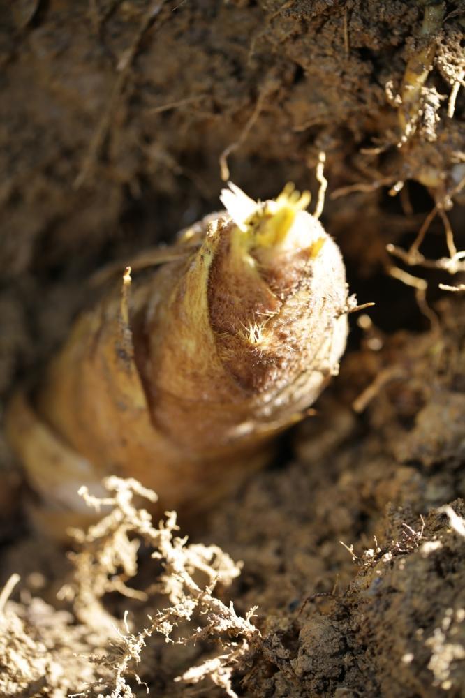 予約受付【筍農家】京都産 朝堀り 湯がき たけのこ優秀品1KG(3-5本)皮なし [ 京都 筍専門店 たけのこ 朝掘り直送 新鮮 人気 おすすめ おいしい タケノコ 季節限定 お取り寄せ 通販 送料無料 ふるさと納税 ]
