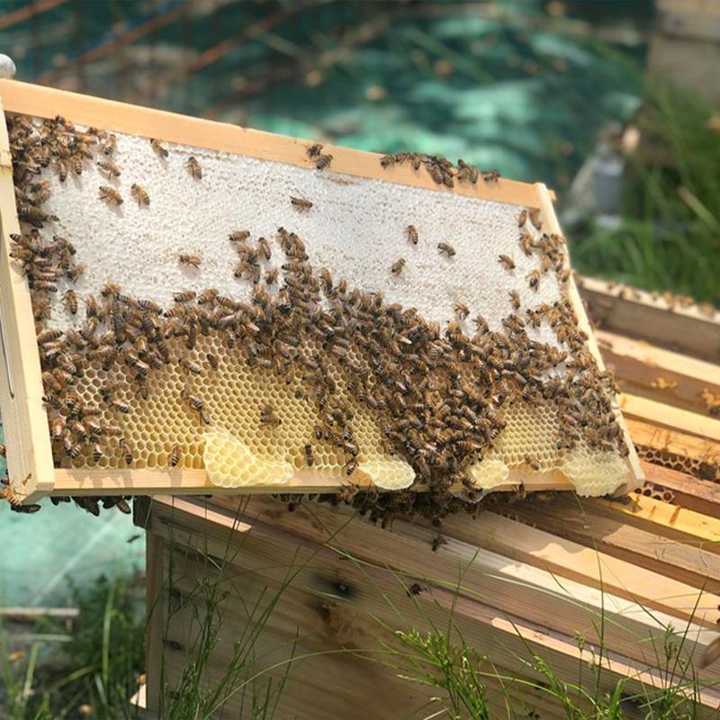 ãHONEY.Kããåããã€ãã京éœçèèã京çŸè± 250g