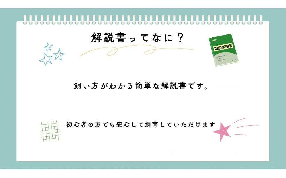 【虹色Farm】ヘラクレスオオカブト 幼虫2匹(ペア)飼育キット3点付(育て方解説書・菌床マット・人工蛹室)｜京都 オオカブト 人気［ ヘラクレス オオカブト カブトムシ 幼虫 オス・メス各1匹 人気 おすすめ 自由研究 夏休み 体験 自然 昆虫 虫 お取り寄せ 通販 送料無料 ふるさと納税 ］