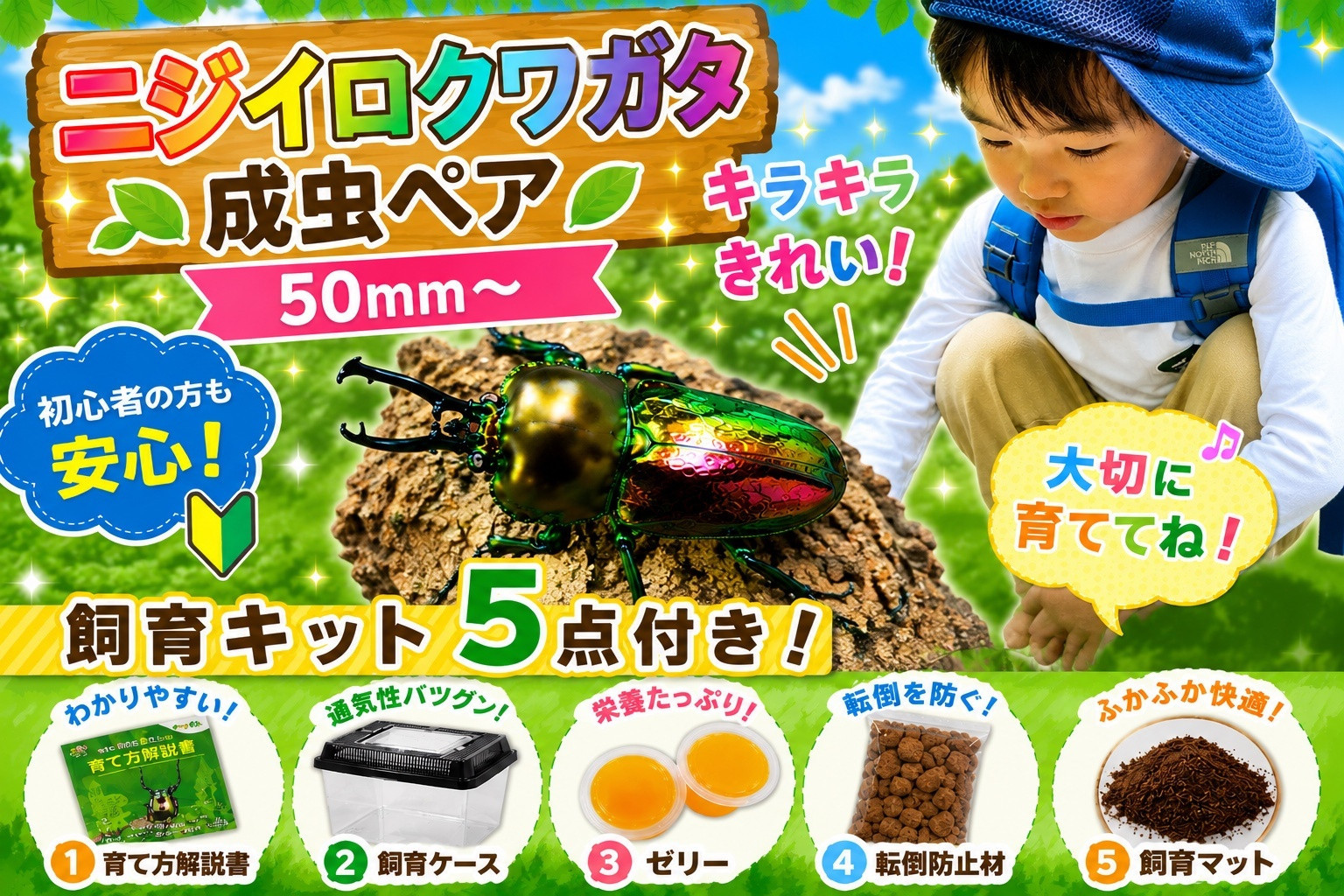 【虹色Farm】ニジイロクワガタ 成虫ペア(50ｍｍ～) ～初心者の方も安心！飼育キット５点付(育て方解説書・飼育ケース・ゼリー・転倒防止材・飼育マット)～｜京都 クワガタ 人気［ クワガタ ニジイロクワガタ 成虫 ペア オス メス 飼育キット 説明書付 人気 おすすめ 自由研究 夏休み 体験 自然 昆虫 虫 お取り寄せ 通販 送料無料 ふるさと納税 ］