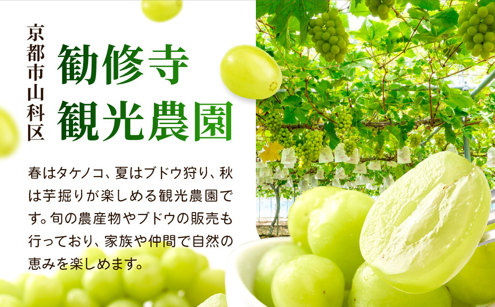 《先行予約 2026年8月下旬～9月発送》【勧修寺観光農園】不揃い訳あり 京都市産 シャインマスカット 1kg｜シャインマスカット 人気［ 観光農園 シャインマスカット ぶどう 不揃い 訳あり フルーツ デザート おいしい グルメ 人気 おすすめ お取り寄せ 通販 送料無料 ふるさと納税 ］