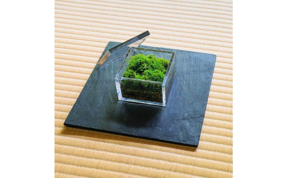 【銀座花粂】青蓮院の苔 春 (3月20日頃到着 寄付日：2月3日から3月1日の方)