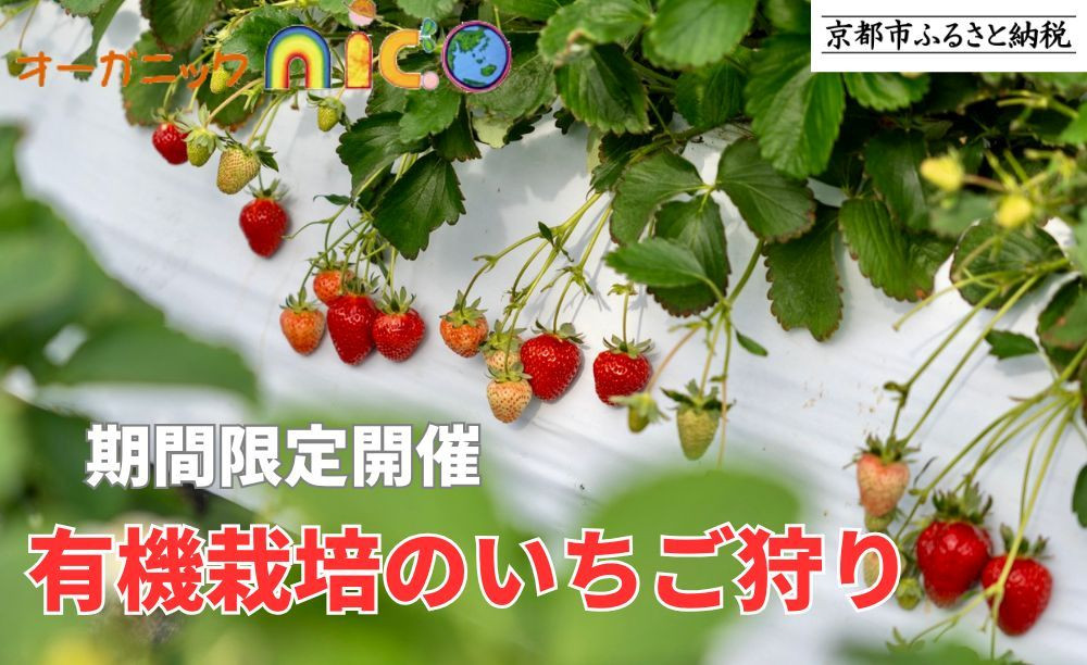 [オーガニックnico][期間限定開催]有機栽培のいちご狩り |京都 いちご 人気 おすすめ[ 京都 有機 JAS認定 オーガニック 栽培 人気 おすすめ 果物 フルーツ お取り寄せ 通販 送料無料 ふるさと納税 ]