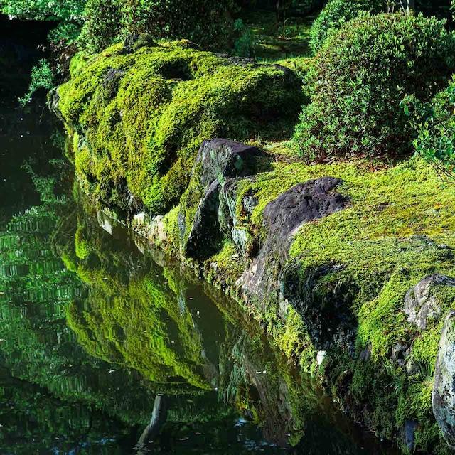 ãé座è±ç²ãæž
氎寺ã®èãç§ïŒ9æ20æ¥é å°çãå¯ä»æ¥ïŒ3æ2æ¥ãã8æ31æ¥ã®æ¹ïŒ