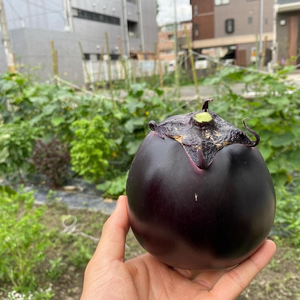 【 先行予約特典付き・2026年7月発送】京ブランド野菜・賀茂茄子（かもなす）12個 約3kg