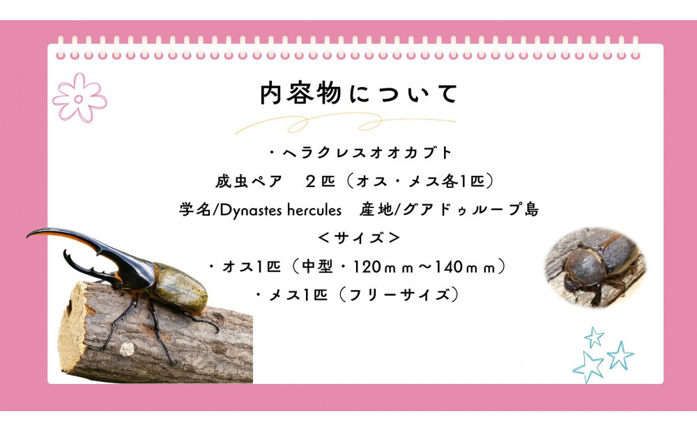 【虹色Farm】ヘラクレスオオカブト 成虫ペア(オス・メス各1匹)｜京都 オオカブト 人気［ ヘラクレス オオカブト カブトムシ 成虫 オス・メス各1匹 人気 おすすめ 自由研究 夏休み 体験 自然 昆虫 虫 お取り寄せ 通販 送料無料 ふるさと納税 ］