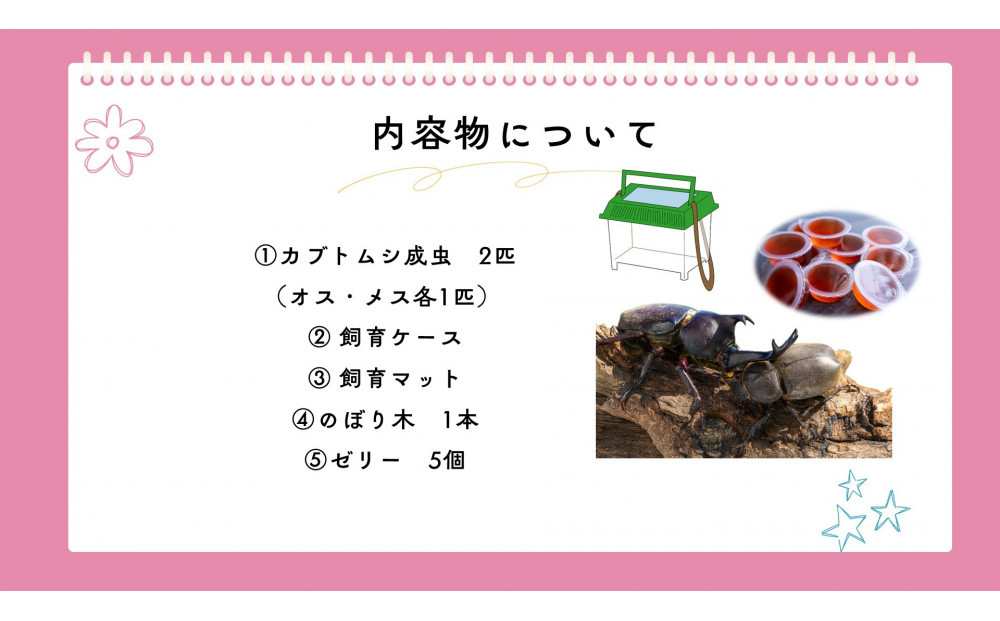 《先行受付・2026年7月お届け》【虹色Farm】国産カブトムシ成虫1ペア(飼育キット付) ｜京都 オオカブト 人気［ カブトムシ 国産 成虫 オス メス 飼育キット付 ケースマット のぼり木 ゼリー  人気 おすすめ 自由研究 夏休み 体験 自然 昆虫 虫 お取り寄せ 通販 送料無料 ふるさと納税 ］