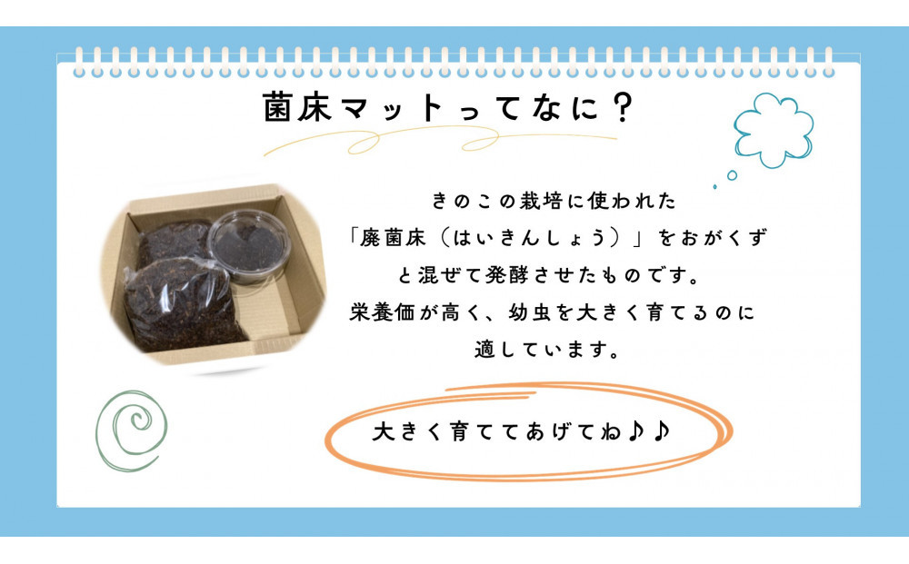【虹色Farm】ヘラクレスオオカブト 幼虫2匹(ペア)飼育キット3点付(育て方解説書・菌床マット・人工蛹室)｜京都 オオカブト 人気［ ヘラクレス オオカブト カブトムシ 幼虫 オス・メス各1匹 人気 おすすめ 自由研究 夏休み 体験 自然 昆虫 虫 お取り寄せ 通販 送料無料 ふるさと納税 ］