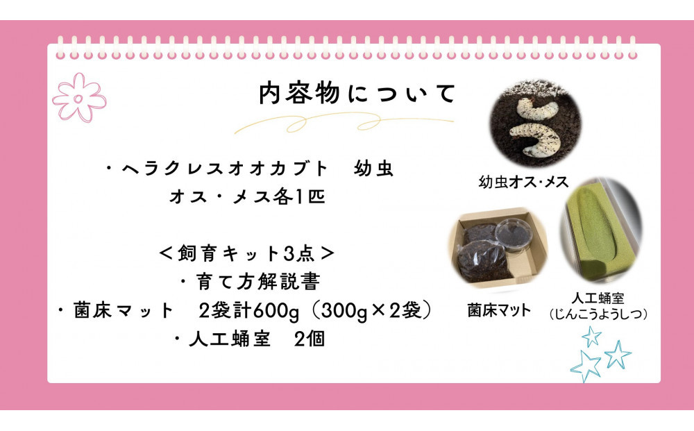 【虹色Farm】ヘラクレスオオカブト 幼虫2匹(ペア)飼育キット3点付(育て方解説書・菌床マット・人工蛹室)｜京都 オオカブト 人気［ ヘラクレス オオカブト カブトムシ 幼虫 オス・メス各1匹 人気 おすすめ 自由研究 夏休み 体験 自然 昆虫 虫 お取り寄せ 通販 送料無料 ふるさと納税 ］