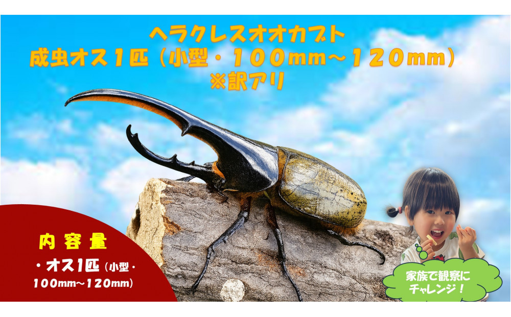 【虹色Farm】ヘラクレスオオカブト 成虫オス1匹(小型・100mm～120mm)訳アリ｜京都オオカブト 人気［ ヘラクレス オオカブト カブトムシ 成虫 オス 訳アリ 人気 おすすめ 自由研究 夏休み 体験 自然 昆虫 虫 お取り寄せ 通販 送料無料 ふるさと納税 ］