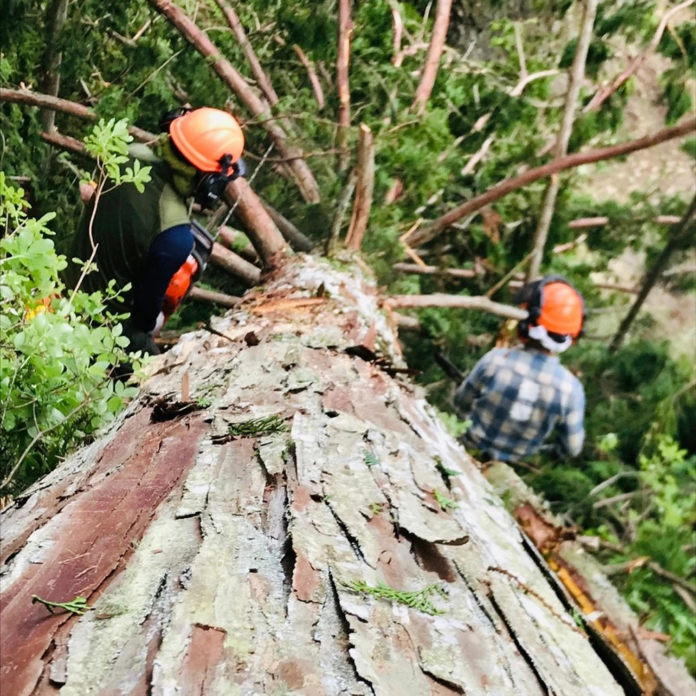 【森の力京都】猫砂用ペレット3kg×2袋（京都産ヒノキ使用）［ 京都 間伐材 国産 天然素材 安心安全 消臭効果 猫トイレ システムトイレ 猫用品 高い吸収力 ヒノキの力 人気 おすすめ 通販 送料無料 ふるさと納税 ］