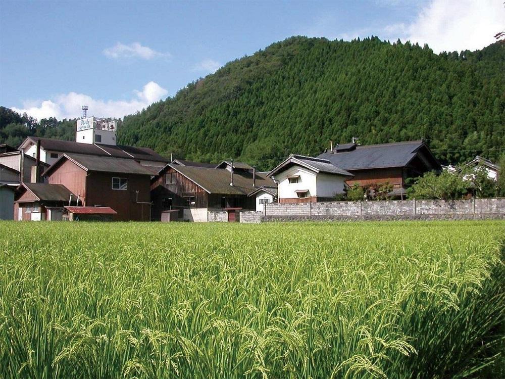 ã矜ç°é
é ã忥ã®åºãèŒå
ãçŽç±³å€§åéžïŒæ¡ç®±å
¥ïŒ