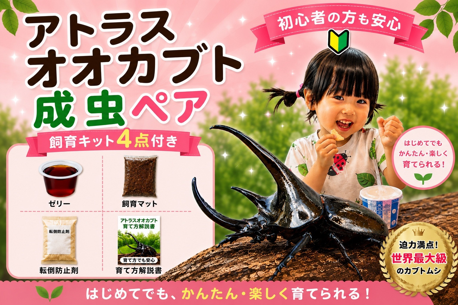 【虹色Farm】アトラスオオカブト 成虫ペア ～初心者の方も安心！飼育キット4点付(育て方解説書・転倒防止材・ゼリー・飼育マット)～｜京都 オオカブト 人気［ カブトムシ アトラスオオカブト 成虫 ペア オス メス 飼育キット 説明書付 人気 おすすめ 自由研究 夏休み 体験 自然 昆虫 虫 お取り寄せ 通販 送料無料 ふるさと納税 ］