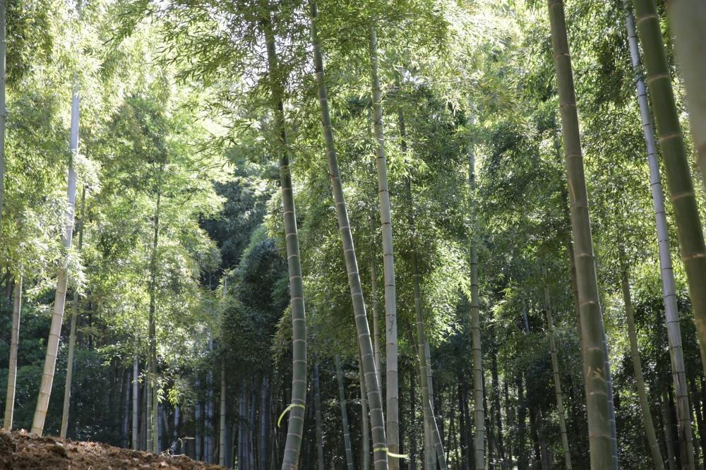 予約受付【筍農家】京都産 朝堀り 湯がき たけのこ優秀品1KG(3-5本)皮なし [ 京都 筍専門店 たけのこ 朝掘り直送 新鮮 人気 おすすめ おいしい タケノコ 季節限定 お取り寄せ 通販 送料無料 ふるさと納税 ]