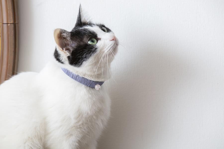 【中野伊助】ねこのわ GINKAKU（猫用首輪＆飼い主用ピアス）