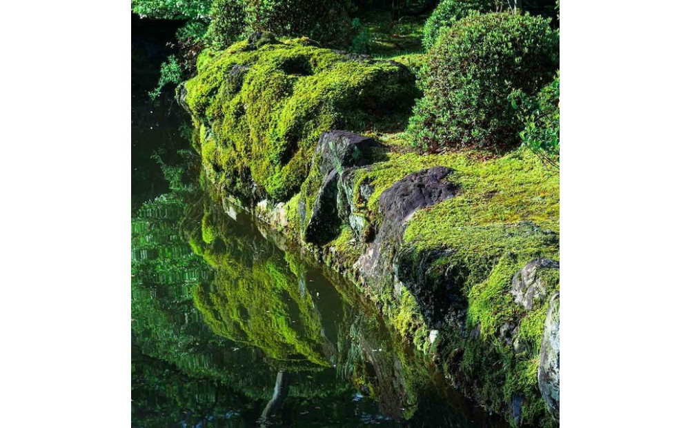 【銀座花粂】清水寺の苔 春 (3月20日頃到着 寄付日：2月3日から3月1日の方)