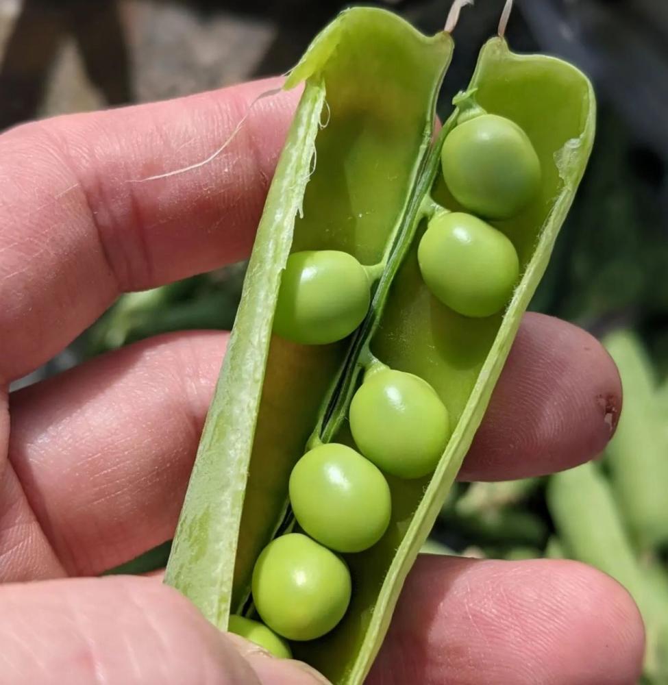 【おが和】【昼】おまかせコースお食事券2名様分（ぐるなびセレクション）