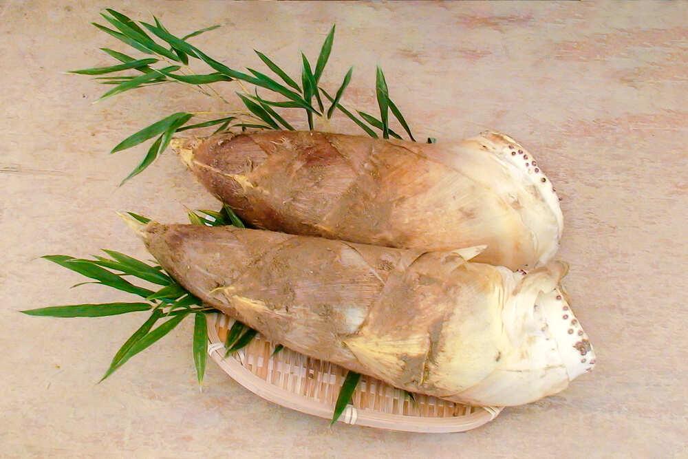 【筍 専門店】※2026年4月中旬～発送※ 京の伝統野菜京たけのこ（塚原たけのこ）