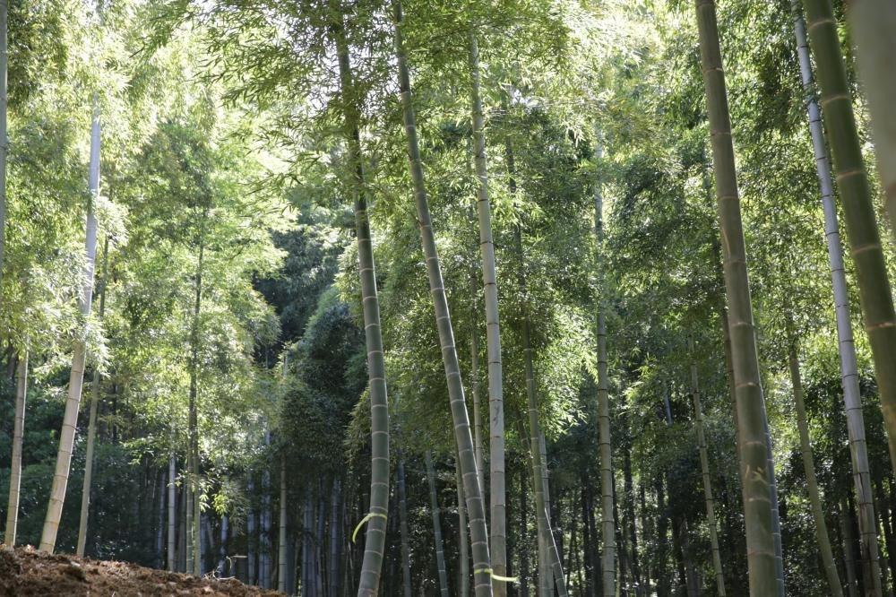 予約受付【筍農家】京都産 朝堀り たけのこ 優秀品 1KG（2-5本） [ 京都 筍専門店 たけのこ 朝掘り直送 新鮮 人気 おすすめ おいしい タケノコ 季節限定 お取り寄せ 通販 送料無料 ふるさと納税 ]	