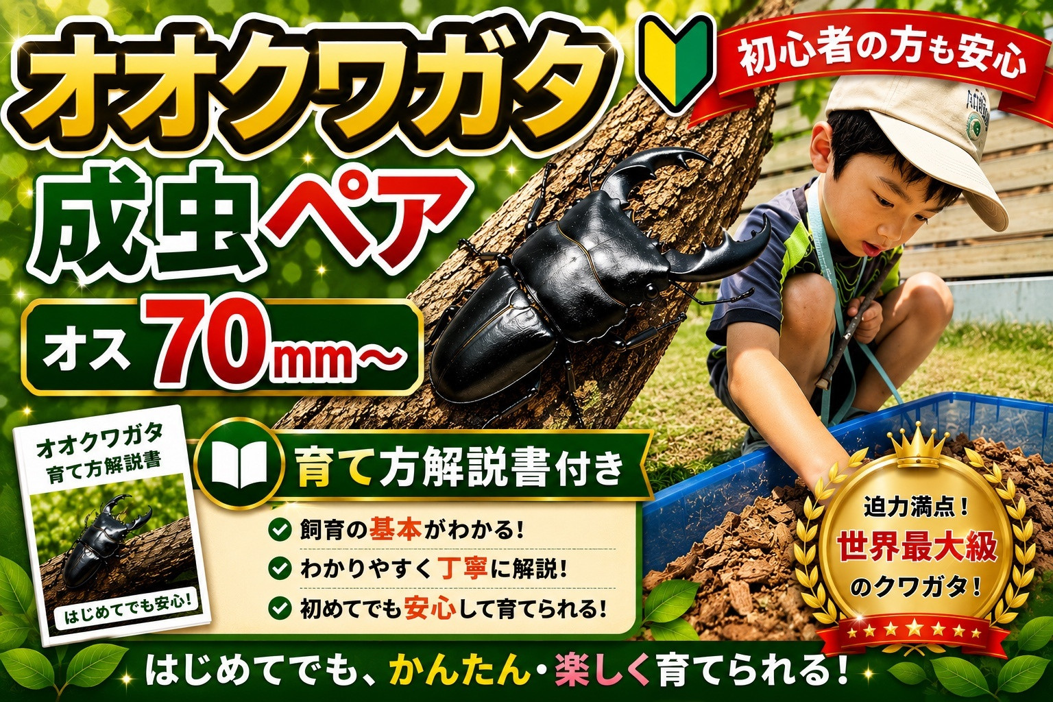【虹色Farm】オオクワガタ 成虫ペア(オス70ｍｍ～)～初心者の方も安心！育て方解説書付き～｜京都 クワガタ 人気［ クワガタ オオクワガタ 成虫 ペア オス メス 飼育キット 説明書付 人気 おすすめ 自由研究 夏休み 体験 自然 昆虫 虫 お取り寄せ 通販 送料無料 ふるさと納税 ］