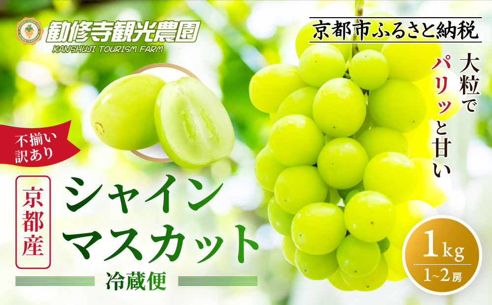 《先行予約 2026年8月下旬～9月発送》【勧修寺観光農園】不揃い訳あり 京都市産 シャインマスカット 1kg｜シャインマスカット 人気［ 観光農園 シャインマスカット ぶどう 不揃い 訳あり フルーツ デザート おいしい グルメ 人気 おすすめ お取り寄せ 通販 送料無料 ふるさと納税 ］