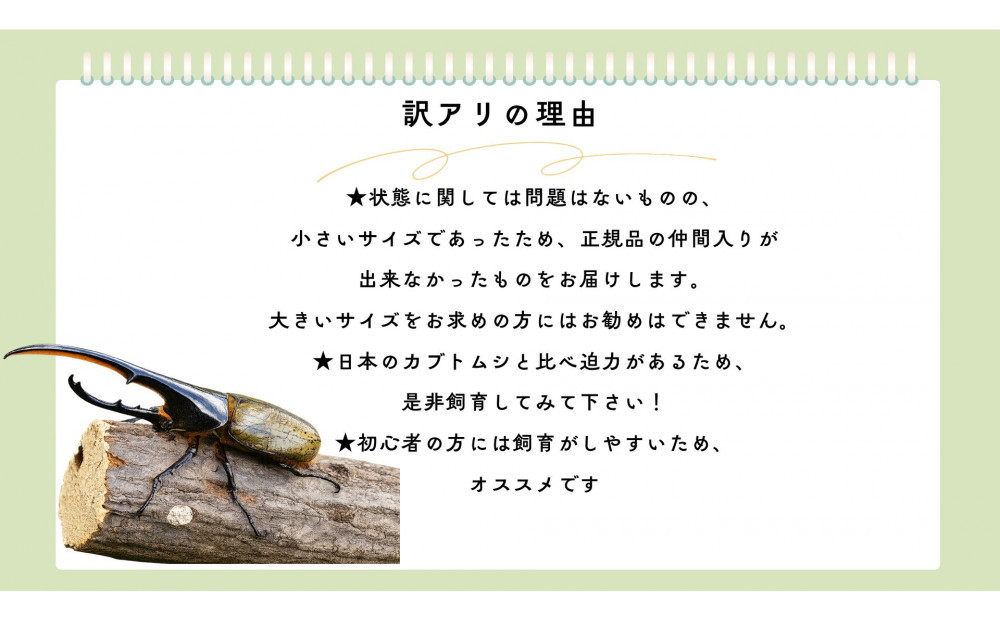 【虹色Farm】ヘラクレスオオカブト 成虫オス1匹(小型・100mm～120mm)訳アリ｜京都オオカブト 人気［ ヘラクレス オオカブト カブトムシ 成虫 オス 訳アリ 人気 おすすめ 自由研究 夏休み 体験 自然 昆虫 虫 お取り寄せ 通販 送料無料 ふるさと納税 ］