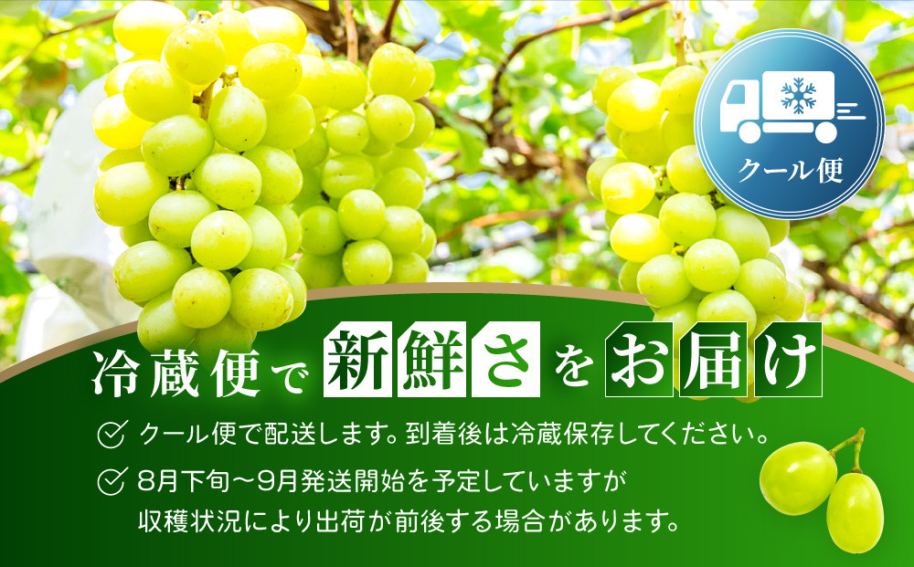 《先行予約 2026年8月下旬～9月発送》【勧修寺観光農園】不揃い訳あり 京都市産 シャインマスカット 1kg｜シャインマスカット 人気［ 観光農園 シャインマスカット ぶどう 不揃い 訳あり フルーツ デザート おいしい グルメ 人気 おすすめ お取り寄せ 通販 送料無料 ふるさと納税 ］
