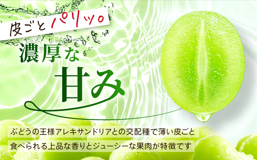 《先行予約 2026年8月下旬～9月発送》【勧修寺観光農園】不揃い訳あり 京都市産 シャインマスカット 1kg｜シャインマスカット 人気［ 観光農園 シャインマスカット ぶどう 不揃い 訳あり フルーツ デザート おいしい グルメ 人気 おすすめ お取り寄せ 通販 送料無料 ふるさと納税 ］