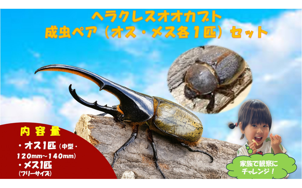 【虹色Farm】ヘラクレスオオカブト 成虫ペア(オス・メス各1匹)｜京都 オオカブト 人気［ ヘラクレス オオカブト カブトムシ 成虫 オス・メス各1匹 人気 おすすめ 自由研究 夏休み 体験 自然 昆虫 虫 お取り寄せ 通販 送料無料 ふるさと納税 ］