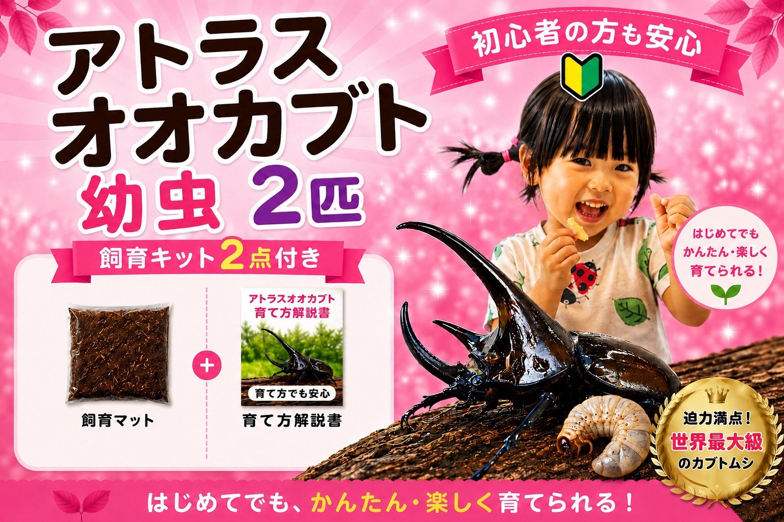 【虹色Farm】アトラスオオカブト 幼虫2匹(ペア) ～初心者の方も安心！飼育キット２点付(育て方解説書・飼育マット)｜京都 オオカブト 人気［ カブトムシ アトラスオオカブト 幼虫 ペア オス メス 飼育キット 説明書付 人気 おすすめ 自由研究 夏休み 体験 自然 昆虫 虫 お取り寄せ 通販 送料無料 ふるさと納税 ］