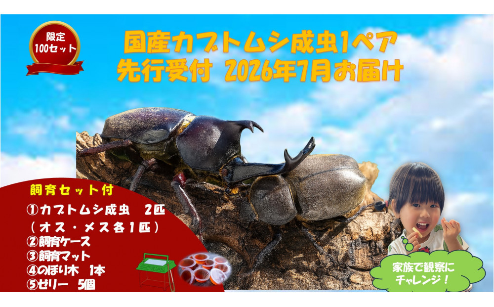 《先行受付・2026年7月お届け》【虹色Farm】国産カブトムシ成虫1ペア(飼育キット付) ｜京都 オオカブト 人気［ カブトムシ 国産 成虫 オス メス 飼育キット付 ケースマット のぼり木 ゼリー  人気 おすすめ 自由研究 夏休み 体験 自然 昆虫 虫 お取り寄せ 通販 送料無料 ふるさと納税 ］
