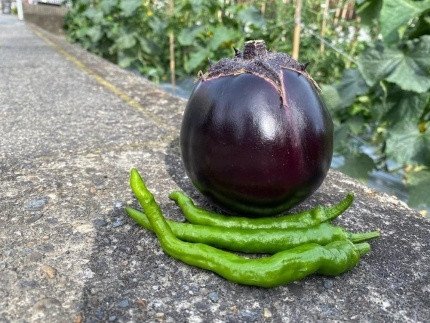 【先行予約・2026年7月発送】夏の京野菜「3種セット」賀茂茄子・万願寺とうがらし・伏見とうがらし