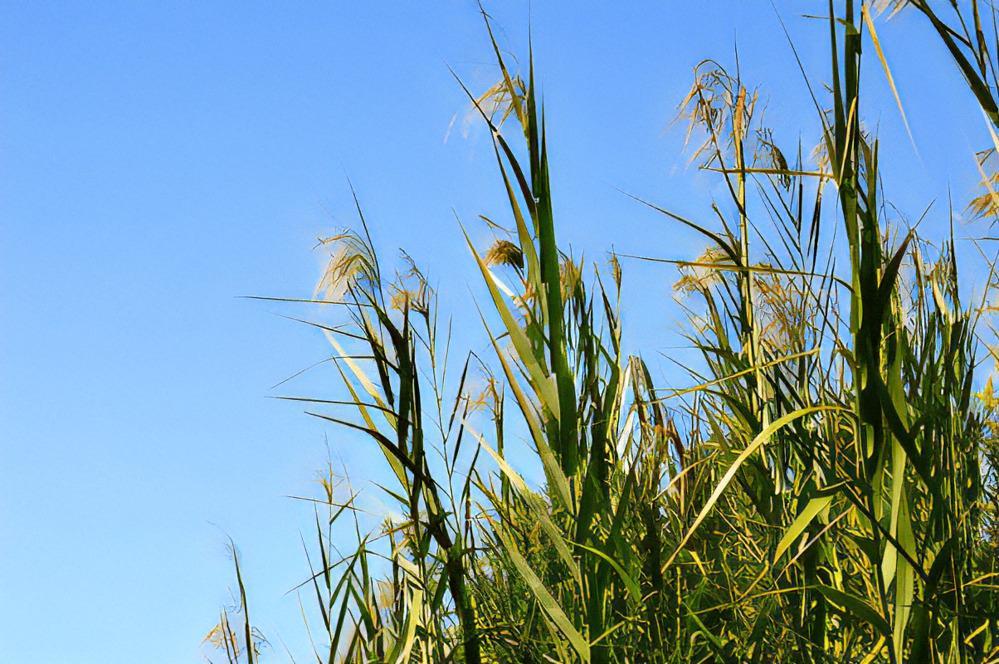 【rikuno wa】京都・伏見のヨシ箸 〜つばめのねぐらを守る箸〜（2膳セット）