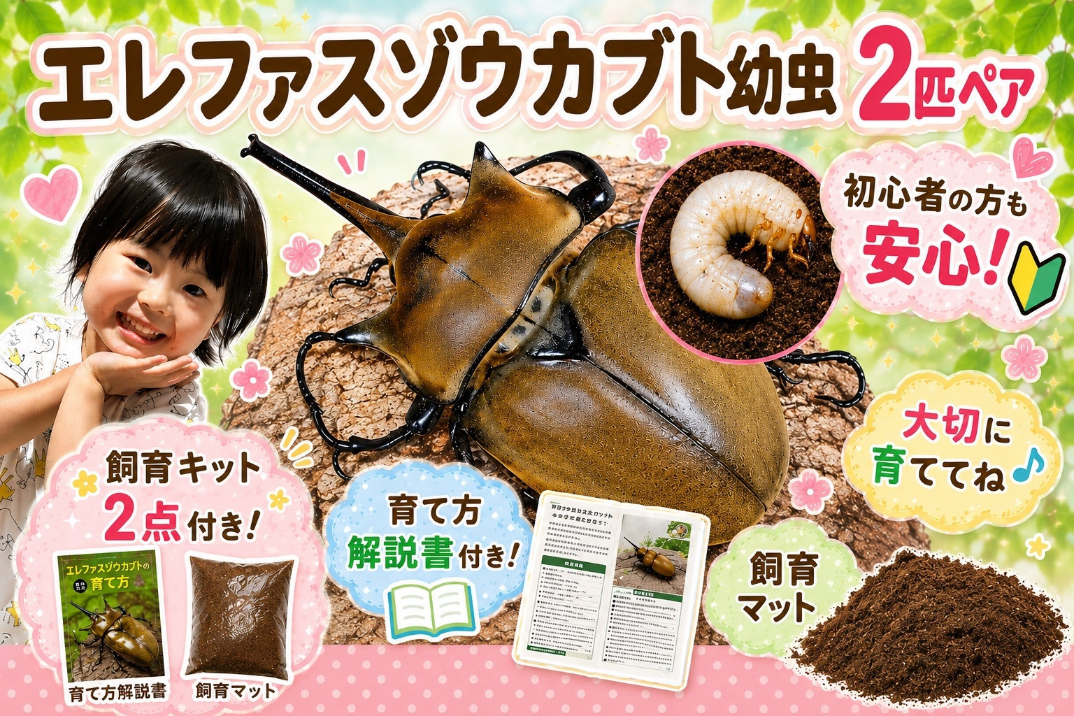 【虹色Farm】エレファスゾウカブト 幼虫2匹(ペア) ～初心者の方も安心！飼育キット２点付(育て方解説書・飼育マット)｜京都 カブト 人気［ カブトムシ エレファスゾウカブト 幼虫 ペア オス メス 飼育キット 説明書付 人気 おすすめ 自由研究 夏休み 体験 自然 昆虫 虫 お取り寄せ 通販 送料無料 ふるさと納税 ］