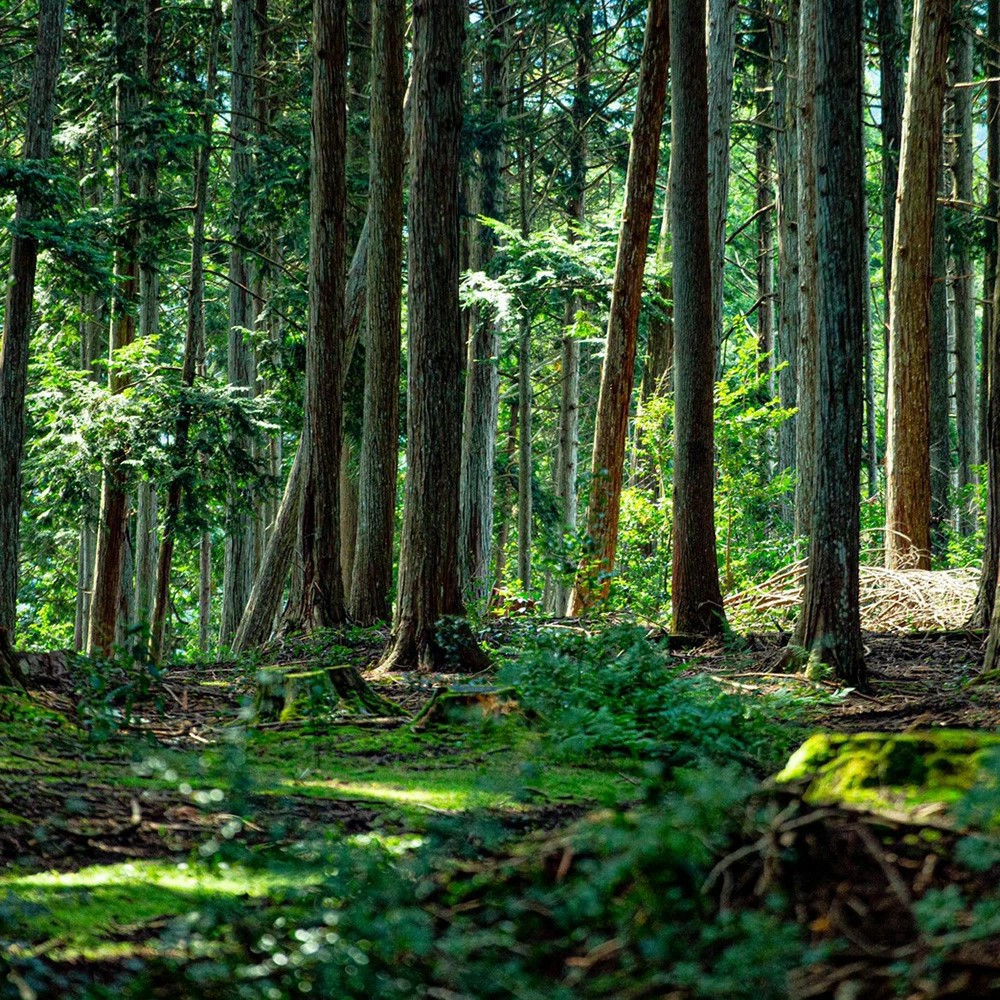 【森の力京都】猫砂用ペレット3kg×2袋（京都産ヒノキ使用）［ 京都 間伐材 国産 天然素材 安心安全 消臭効果 猫トイレ システムトイレ 猫用品 高い吸収力 ヒノキの力 人気 おすすめ 通販 送料無料 ふるさと納税 ］