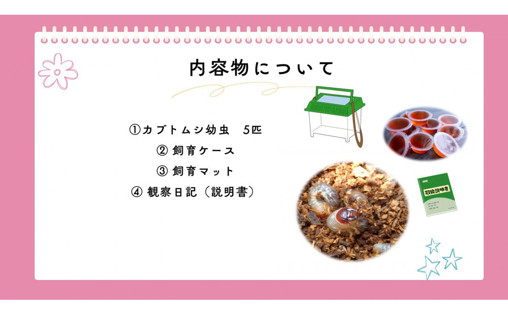 【虹色Farm】国産カブトムシ幼虫5匹観察セット(飼育キット付) ｜京都 オオカブト 人気［ カブトムシ 国産 幼虫 5匹 飼育キット付 ケースマット 観察日記 説明書付 人気 おすすめ 自由研究 夏休み 体験 自然 昆虫 虫 お取り寄せ 通販 送料無料 ふるさと納税 ］