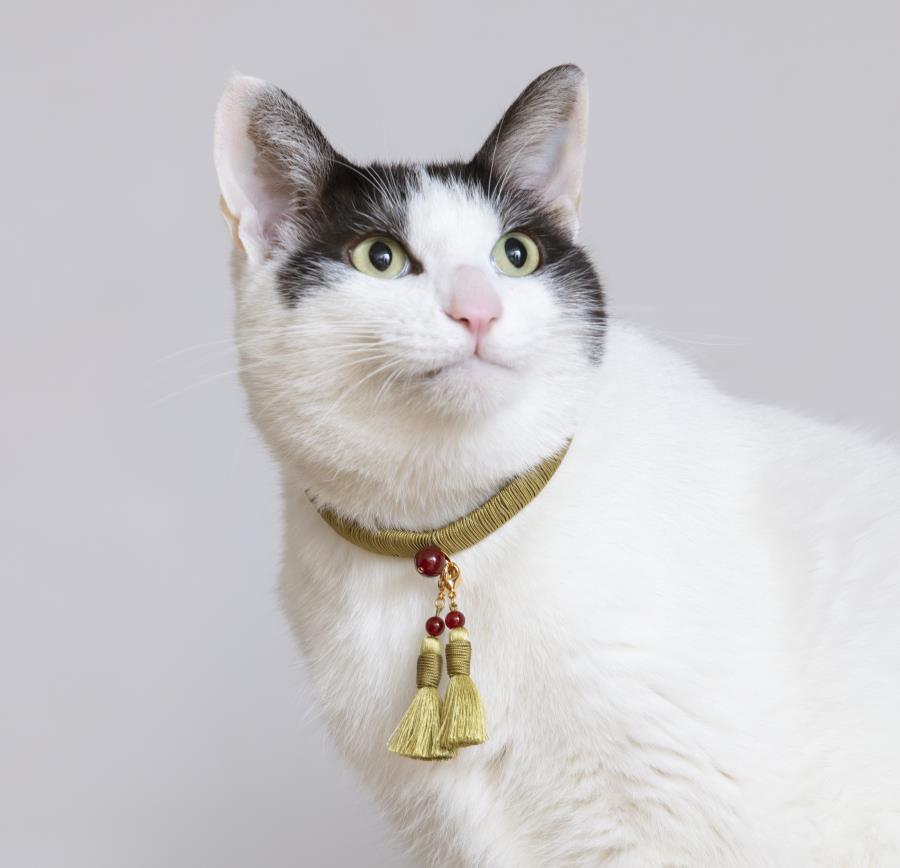 【中野伊助】ねこのわ KURAMA（猫用首輪＆飼い主用ピアス）